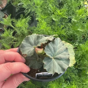 Begonia Nonstop Peach Shades Live Plant - 4.5 inch Pot - Vibrant Blooms - Image 7