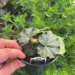 Begonia Nonstop Peach Shades Live Plant - 4.5 inch Pot - Vibrant Blooms - Image 8