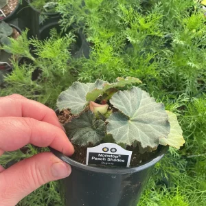 Begonia Nonstop Peach Shades Live Plant - 4.5 inch Pot - Vibrant Blooms - Image 9