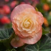 Begonia Nonstop Peach Shades Live Plant - 4.5 inch Pot - Vibrant Blooms - Image 1