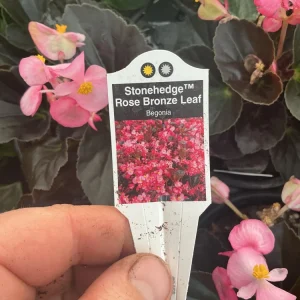 Begonia Stonehedge Rose Bronze Leaf Live Plant - 4.5