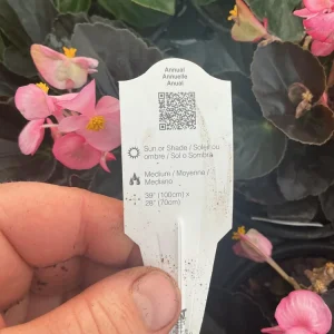 Begonia Stonehedge Rose Bronze Leaf Live Plant - 4.5