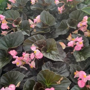 Begonia Stonehedge Rose Bronze Leaf Live Plant - 4.5