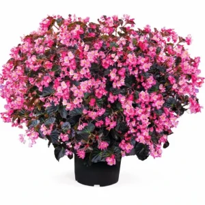Begonia Stonehedge Rose Bronze Leaf Live Plant - 4.5