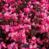 Begonia Stonehedge Rose Bronze Leaf Live Plant - 4.5" Pot - Indoor/Outdoor - Image 1