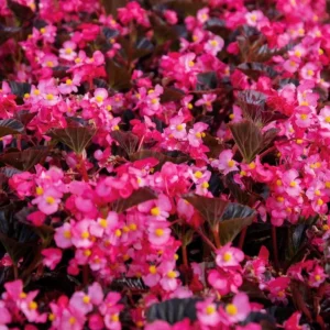 Begonia Stonehedge Rose Bronze Leaf Live Plant - 4.5" Pot - Indoor/Outdoor - Image 1