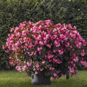 Begonia Stonehedge Rose Bronze Leaf Live Plant - 4.5