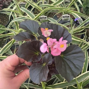 Begonia Stonehedge Rose Bronze Leaf Live Plant - 4.5