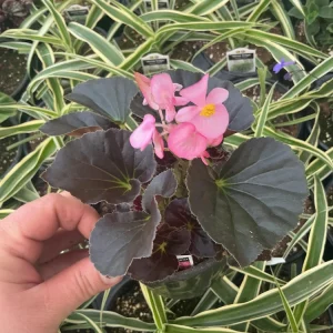 Begonia Stonehedge Rose Bronze Leaf Live Plant - 4.5