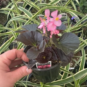 Begonia Stonehedge Rose Bronze Leaf Live Plant - 4.5