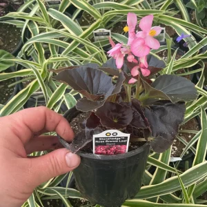 Begonia Stonehedge Rose Bronze Leaf Live Plant - 4.5