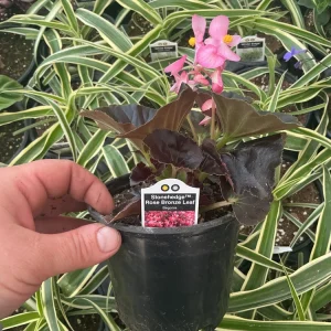 Begonia Stonehedge Rose Bronze Leaf Live Plant - 4.5