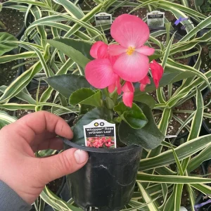 Begonia Whopper Rose Live Plant – 4.5 inch Pot – Green Leaf – Indoor/Outdoor - Image 10