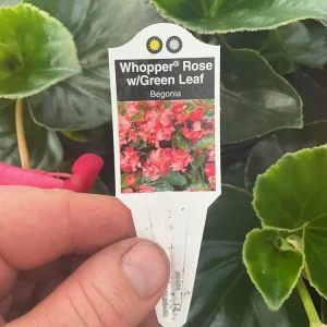 Begonia Whopper Rose Live Plant – 4.5 inch Pot – Green Leaf – Indoor/Outdoor - Image 11