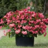 Begonia Whopper Rose Live Plant – 4.5 inch Pot – Green Leaf – Indoor/Outdoor - Image 1