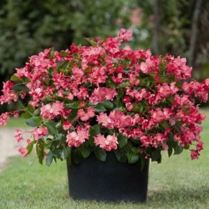 Begonia Whopper Rose Live Plant – 4.5 inch Pot – Green Leaf – Indoor/Outdoor - Image 1