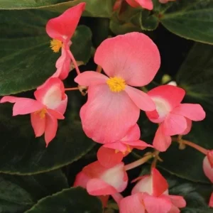 Begonia Whopper Rose Live Plant – 4.5 inch Pot – Green Leaf – Indoor/Outdoor - Image 2