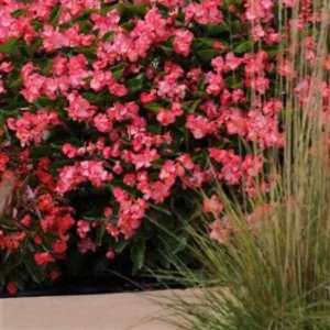 Begonia Whopper Rose Live Plant – 4.5 inch Pot – Green Leaf – Indoor/Outdoor - Image 3