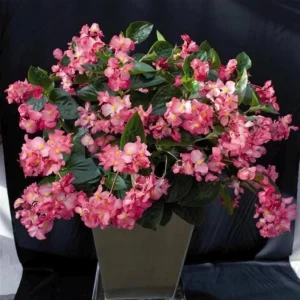 Begonia Whopper Rose Live Plant – 4.5 inch Pot – Green Leaf – Indoor/Outdoor - Image 4