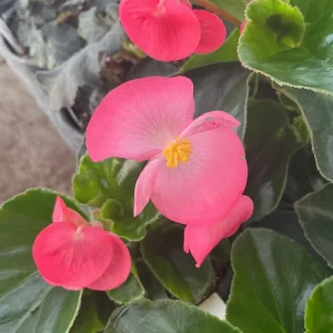 Begonia Whopper Rose Live Plant – 4.5 inch Pot – Green Leaf – Indoor/Outdoor - Image 5