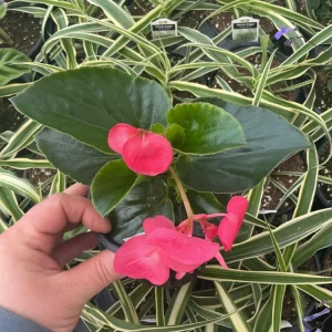 Begonia Whopper Rose Live Plant – 4.5 inch Pot – Green Leaf – Indoor/Outdoor - Image 6