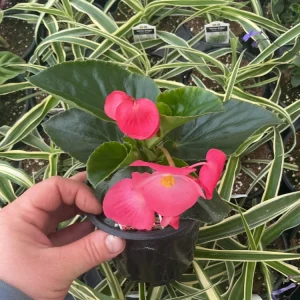 Begonia Whopper Rose Live Plant – 4.5 inch Pot – Green Leaf – Indoor/Outdoor - Image 7