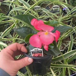 Begonia Whopper Rose Live Plant – 4.5 inch Pot – Green Leaf – Indoor/Outdoor - Image 8