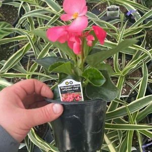 Begonia Whopper Rose Live Plant – 4.5 inch Pot – Green Leaf – Indoor/Outdoor - Image 9
