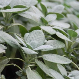Berggarten Sage Live Plant - Salvia Officinalis Herb, 4.5 inch Pot, Outdoor - Image 2