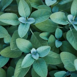 Berggarten Sage Live Plant - Salvia Officinalis Herb, 4.5 inch Pot, Outdoor - Image 3