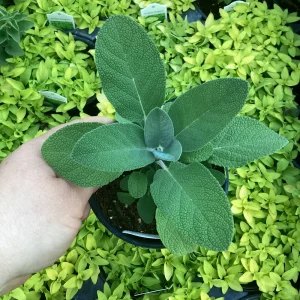 Berggarten Sage Live Plant - Salvia Officinalis Herb, 4.5 inch Pot, Outdoor - Image 4