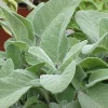 Berggarten Sage Live Plant - Salvia Officinalis Herb, 4.5 inch Pot, Outdoor - Image 1