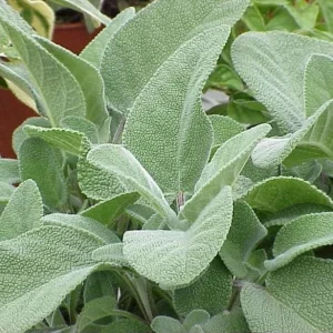 Berggarten Sage Live Plant - Salvia Officinalis Herb, 4.5 inch Pot, Outdoor - Image 1