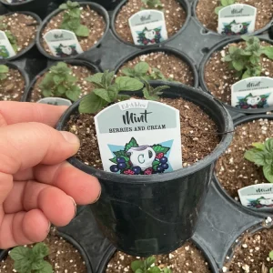Berries and Cream Mint - Image 4