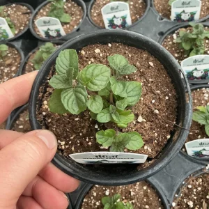 Berries and Cream Mint - Image 1