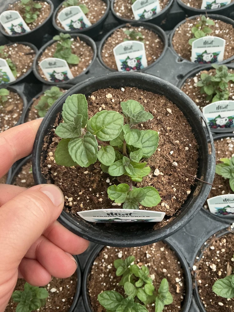 Berries and Cream Mint - Image 1