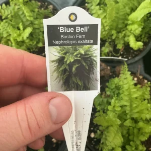 Boston Fern 'Blue Bell' Live Plant – Nephrolepis exaltata – 4.5