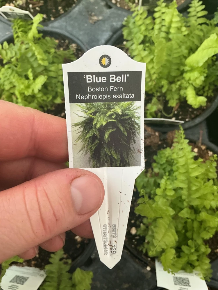 Boston Fern 'Blue Bell' Live Plant – Nephrolepis exaltata – 4.5" Pot – Indoor - Image 10