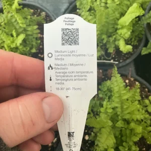 Boston Fern 'Blue Bell' Live Plant – Nephrolepis exaltata – 4.5