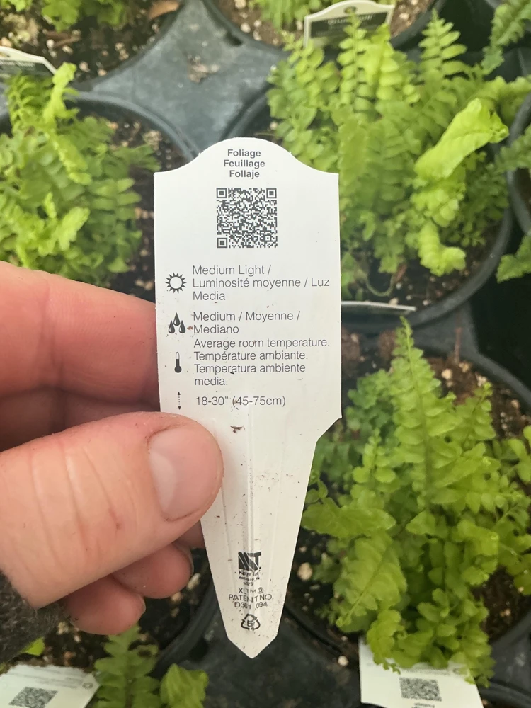 Boston Fern 'Blue Bell' Live Plant – Nephrolepis exaltata – 4.5" Pot – Indoor - Image 11