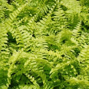 Boston Fern 'Blue Bell' Live Plant – Nephrolepis exaltata – 4.5