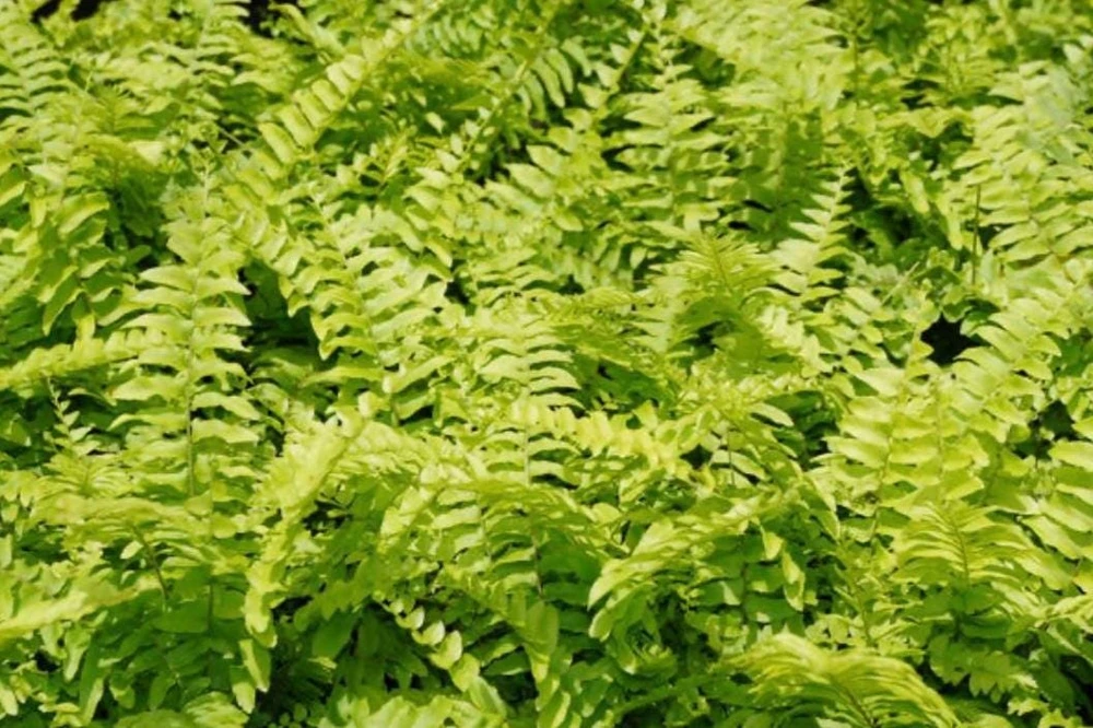 Boston Fern 'Blue Bell' Live Plant – Nephrolepis exaltata – 4.5" Pot – Indoor - Image 2