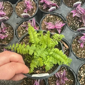 Boston Fern 'Blue Bell' Live Plant – Nephrolepis exaltata – 4.5