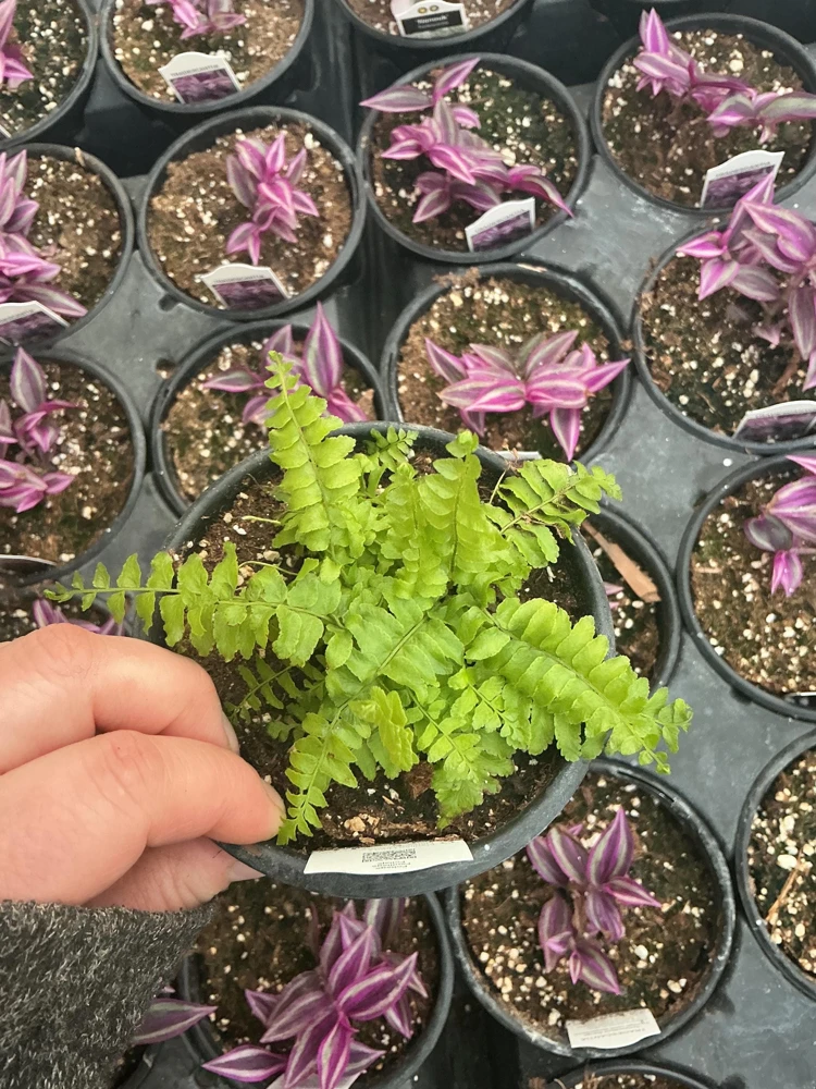 Boston Fern 'Blue Bell' Live Plant – Nephrolepis exaltata – 4.5" Pot – Indoor - Image 3
