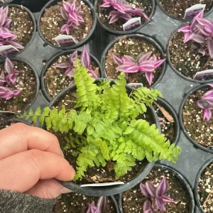 Boston Fern 'Blue Bell' Live Plant – Nephrolepis exaltata – 4.5