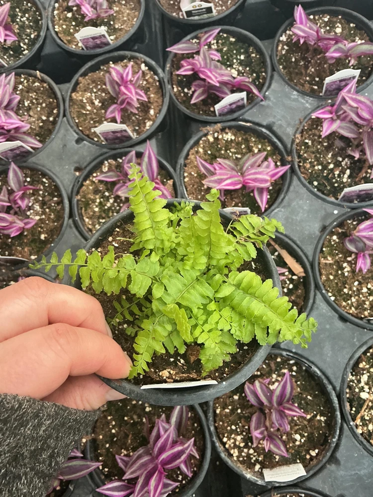 Boston Fern 'Blue Bell' Live Plant – Nephrolepis exaltata – 4.5" Pot – Indoor - Image 4