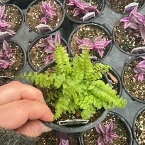 Boston Fern 'Blue Bell' Live Plant – Nephrolepis exaltata – 4.5
