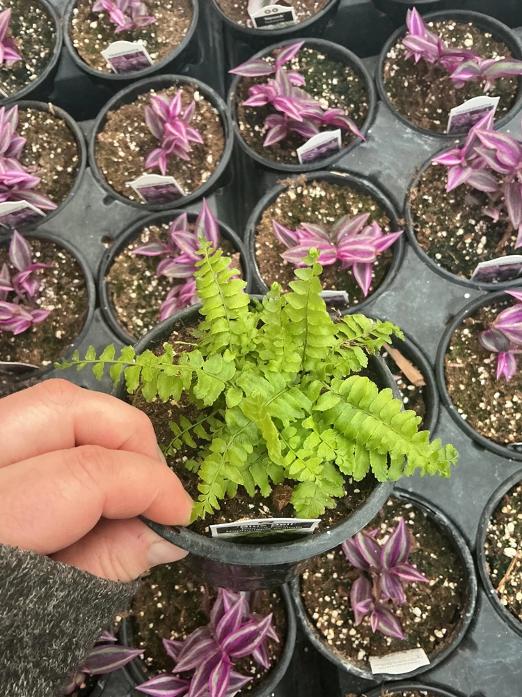 Boston Fern 'Blue Bell' Live Plant – Nephrolepis exaltata – 4.5" Pot – Indoor - Image 5