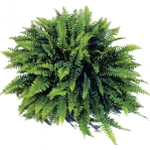 Boston Fern 'Blue Bell' Live Plant – Nephrolepis exaltata – 4.5