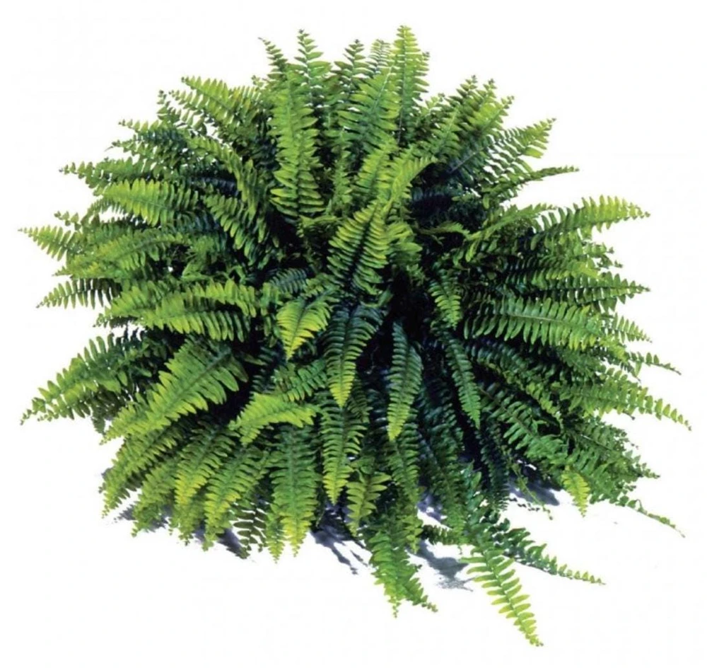 Boston Fern 'Blue Bell' Live Plant – Nephrolepis exaltata – 4.5" Pot – Indoor - Image 1
